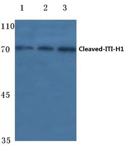 Invitrogen ITIH1 (Cleaved Asp672) Polyclonal Antibody 100 &mu;L; Unconjugated:Antibodies,