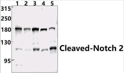 Invitrogen&trade;&nbsp;NOTCH2 (Cleaved Ala1734) Polyclonal Antibody