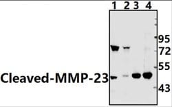 Invitrogen MMP23 (Cleaved Tyr79) Polyclonal Antibody 100 &mu;L; Unconjugated:Antibodies,