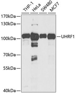 Invitrogen UHRF1 Polyclonal Antibody 100 &mu;L | Buy Online | Invitrogen&trade; | Fisher Scientific