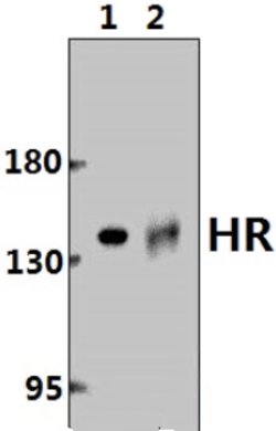 Invitrogen Hairless Polyclonal Antibody 100 &mu;L; Unconjugated:Antibodies,
