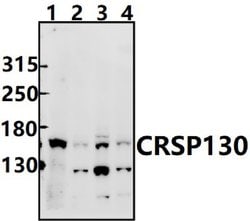 Invitrogen CRSP130 Polyclonal Antibody 100 &mu;L; Unconjugated:Antibodies,