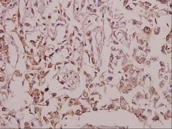 Invitrogen EGFL4 Polyclonal Antibody 100 &mu;L; Unconjugated:Antibodies,
