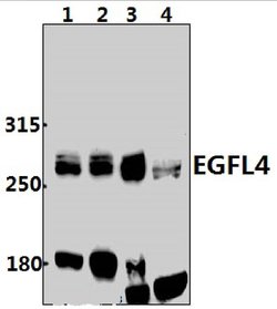 Invitrogen EGFL4 Polyclonal Antibody 100 &mu;L; Unconjugated:Antibodies,