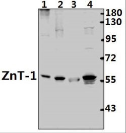 Invitrogen SLC30A1 Polyclonal Antibody 100 &mu;L; Unconjugated:Antibodies,