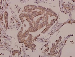 Invitrogen FAM3D Polyclonal Antibody 100 &mu;L; Unconjugated:Antibodies,