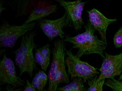 Invitrogen Phospho-AKT1 (Thr450) Polyclonal Antibody 100 &mu;L; Unconjugated:Antibodies,