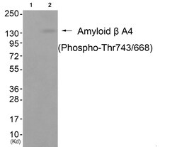 Invitrogen Phospho-Amyloid Precursor Protein (Thr743, Thr668) Polyclonal Antibody 100 &mu;L | Buy Online | Invitrogen&trade; | Fisher Scientific