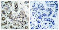 Invitrogen Phospho-BAD (Ser136) Polyclonal Antibody 100 &mu;L; Unconjugated:Antibodies,
