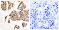 Invitrogen Phospho-BAD (Ser91, Ser128) Polyclonal Antibody 100 &mu;L; Unconjugated:Antibodies,
