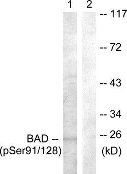 Invitrogen Phospho-BAD (Ser91, Ser128) Polyclonal Antibody 100 &mu;L | Buy Online | Invitrogen&trade; | Fisher Scientific