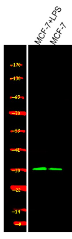 Invitrogen Phospho-Cyclin D1 (Ser90) Polyclonal Antibody 100 &mu;L; Unconjugated:Antibodies,