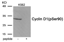 Invitrogen Phospho-Cyclin D1 (Ser90) Polyclonal Antibody 100 &mu;L; Unconjugated:Antibodies,