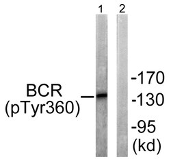 Invitrogen Phospho-BCR (Tyr360) Polyclonal Antibody 100 &mu;L | Buy Online | Invitrogen&trade; | Fisher Scientific