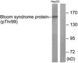 Invitrogen Phospho-Blooms Syndrome (Thr99) Polyclonal Antibody 100 &mu;L;