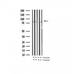 Invitrogen Phospho-B-Raf (Thr599) Polyclonal Antibody 100 &mu;L | Buy Online | Invitrogen&trade; | Fisher Scientific