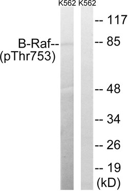 Invitrogen Phospho-B-Raf (Thr753) Polyclonal Antibody 100 &mu;L; Unconjugated:Antibodies,