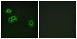Invitrogen Phospho-Calmodulin (Thr79, Ser81) Polyclonal Antibody 100 &mu;L;
