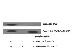 Invitrogen Phospho-Calmodulin (Thr79, Ser81) Polyclonal Antibody 100 &mu;L | Buy Online | Invitrogen&trade; | Fisher Scientific