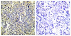 Invitrogen Phospho-Caspase 9 (Thr125) Polyclonal Antibody 100 &mu;L; Unconjugated:Antibodies,