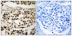 Invitrogen Phospho-Cyclin C (Ser275) Polyclonal Antibody 100 &mu;L; Unconjugated:Antibodies,