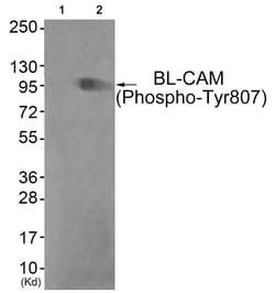 Invitrogen Phospho-CD22 (Tyr807) Polyclonal Antibody 100 &mu;L | Buy Online | Invitrogen&trade; | Fisher Scientific