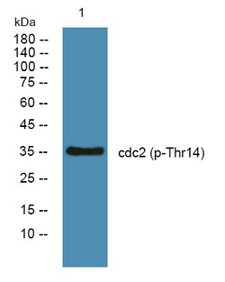 Invitrogen Phospho-CDK1 (Thr14) Polyclonal Antibody 100 &mu;L | Buy Online | Invitrogen&trade; | Fisher Scientific