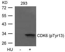 Invitrogen Phospho-CDK6 (Tyr13) Polyclonal Antibody 100 &mu;L; Unconjugated:Antibodies,