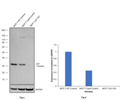 Invitrogen Phospho-p21 (Thr145) Polyclonal Antibody 100 &mu;L | Buy Online | Invitrogen&trade; | Fisher Scientific