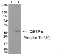 Invitrogen Phospho-C/EBP alpha (Thr230) Polyclonal Antibody 100 &mu;L | Buy Online | Invitrogen&trade; | Fisher Scientific