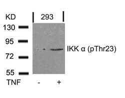 Invitrogen Phospho-IKK alpha (Thr23) Polyclonal Antibody 100 &mu;L; Unconjugated:Antibodies,