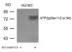 Invitrogen Phospho-ATF2 (Ser94, Ser112) Polyclonal Antibody 100 &mu;L;