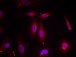 Invitrogen Phospho-ATF2 (Thr51, Thr69) Polyclonal Antibody 100 &mu;L; Unconjugated:Antibodies,