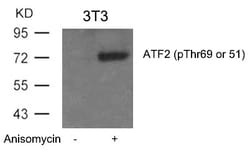 Invitrogen Phospho-ATF2 (Thr51, Thr69) Polyclonal Antibody 100 &mu;L; Unconjugated:Antibodies,