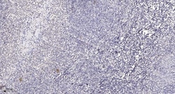 Invitrogen Phospho-DRP1 (Ser637) Polyclonal Antibody 100 &mu;L | Buy Online | Invitrogen&trade; | Fisher Scientific