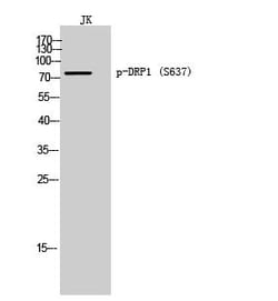 Invitrogen Phospho-DRP1 (Ser637) Polyclonal Antibody 100 &mu;L | Buy Online | Invitrogen&trade; | Fisher Scientific