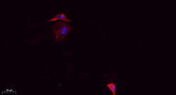 Invitrogen Phospho-DRP1 (Ser637) Polyclonal Antibody 100 &mu;L | Buy Online | Invitrogen&trade; | Fisher Scientific