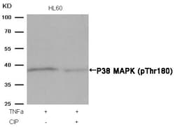 Invitrogen Phospho-p38 MAPK (Thr180) Polyclonal Antibody 100 &mu;L; Unconjugated:Antibodies,