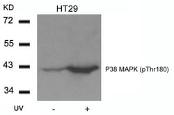 Invitrogen Phospho-p38 MAPK (Thr180) Polyclonal Antibody 100 &mu;L; Unconjugated:Antibodies,