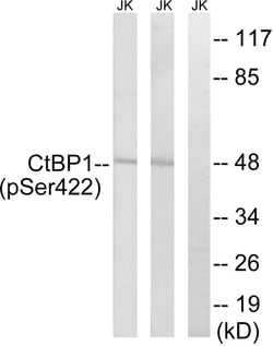 Invitrogen Phospho-CtBP1 (Ser422) Polyclonal Antibody 100 &mu;L; Unconjugated:Antibodies,