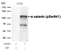 Invitrogen Phospho-alpha Catenin (Ser641) Polyclonal Antibody 100 &mu;L | Buy Online | Invitrogen&trade; | Fisher Scientific