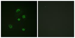 Invitrogen Phospho-CHOP (Ser30) Polyclonal Antibody 100 &mu;L; Unconjugated:Antibodies,
