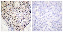 Invitrogen Phospho-CHOP (Ser30) Polyclonal Antibody 100 &mu;L; Unconjugated:Antibodies,