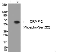 Invitrogen Phospho-CRMP2 (Ser522) Polyclonal Antibody 100 &mu;L | Buy Online | Invitrogen&trade; | Fisher Scientific
