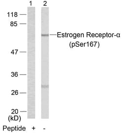 Invitrogen Phospho-Estrogen Receptor alpha (Ser167) Polyclonal Antibody