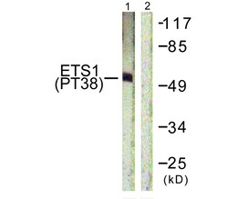 Invitrogen Phospho-ETS1 (Thr38) Polyclonal Antibody 100 &mu;L | Buy Online | Invitrogen&trade; | Fisher Scientific