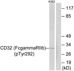 Invitrogen Phospho-FCGR2B (Tyr292) Polyclonal Antibody 100 &mu;L; Unconjugated:Antibodies,