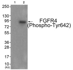 Invitrogen Phospho-FGFR4 (Tyr642) Polyclonal Antibody 100 &mu;L | Buy Online | Invitrogen&trade; | Fisher Scientific