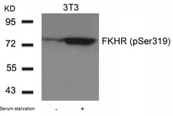 Invitrogen Phospho-FOXO1 (Ser319) Polyclonal Antibody 100 &mu;L | Buy Online | Invitrogen&trade; | Fisher Scientific