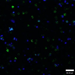 Invitrogen Phospho-GATA1 (Ser142) Polyclonal Antibody 100 &mu;L; Unconjugated:Antibodies,